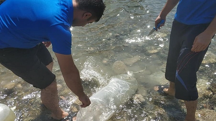 Sazan yavruları Karakaya Barajı'na bırakıldı