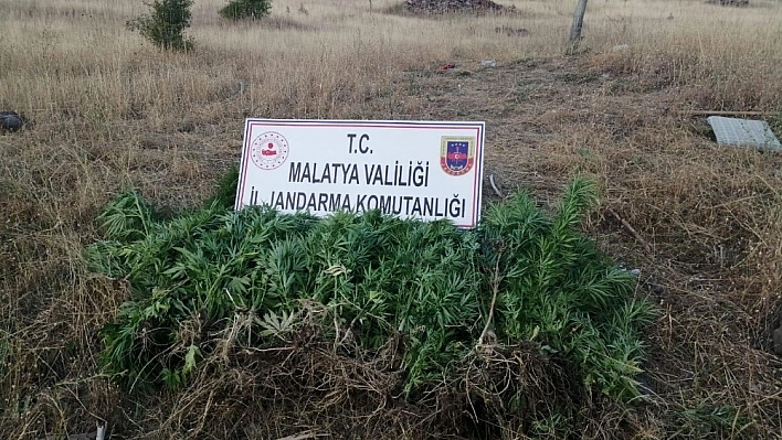 Hekimhan'da 250 Kök Kenevir Yakalandı !