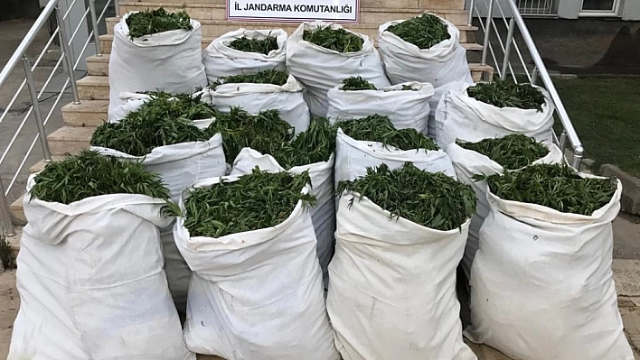 1 Ton 280 Kilo Esrar Ele Geçti!
