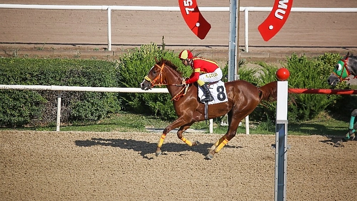 Sultansuyu Harası Kupaları toplamaya devam ediyor 