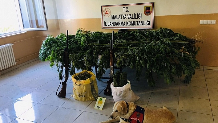 Malatya'da 2 bin 20 kök kenevir ele geçirildi 