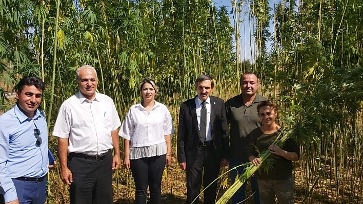 Malatya'da ilk kenevir hasadı başladı 