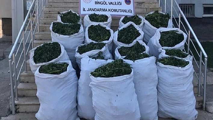 Bingöl'de 89 kilo esrar ve 270 bin kök kenevir ele geçirildi 
