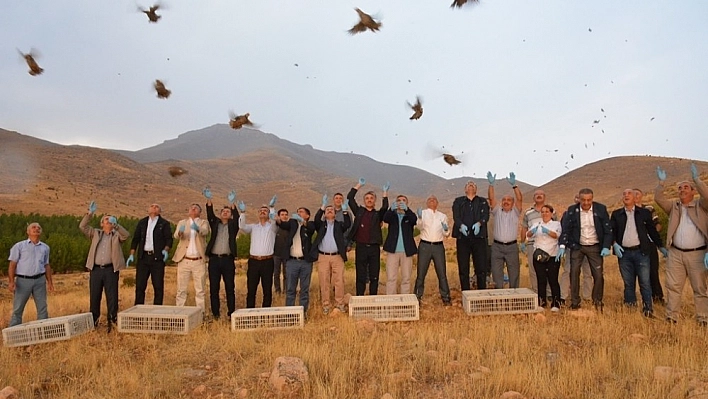 Kınalı keklikler doğaya salındı 