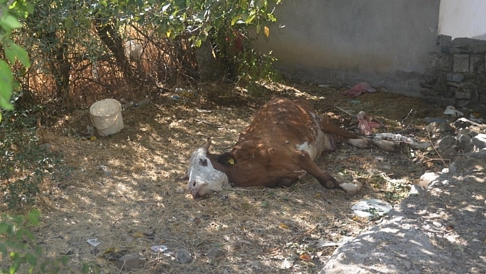Çöp kenarında bir inek telef oldu 