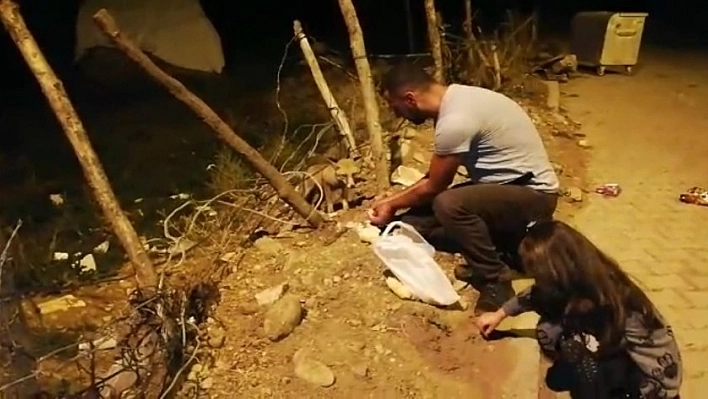 Tilkiyle dost oldu, her gün eliyle besliyor 