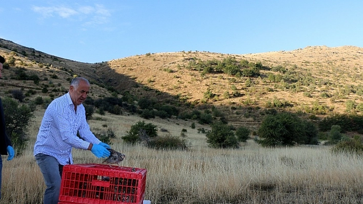 Hekimhan'da kınalı keklikler doğaya salındı 