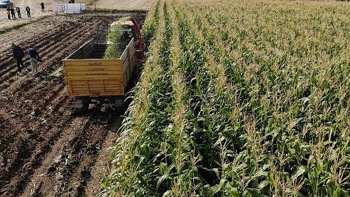 Elazığ'da 16 bin dekarda ekilen ikinci üründe bereket