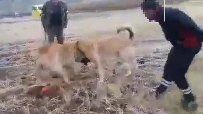 Elazığ'da Köpek Dövüştüren 2 Kişiye Para Cezası