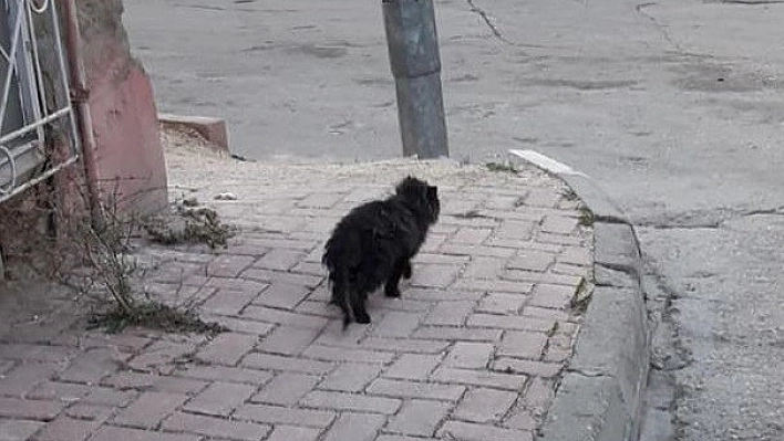Mazgala Sıkışan Kedi Kurtarıldı