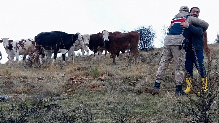 Kayıp İnekler İçin Jandarma Devreye Girdi