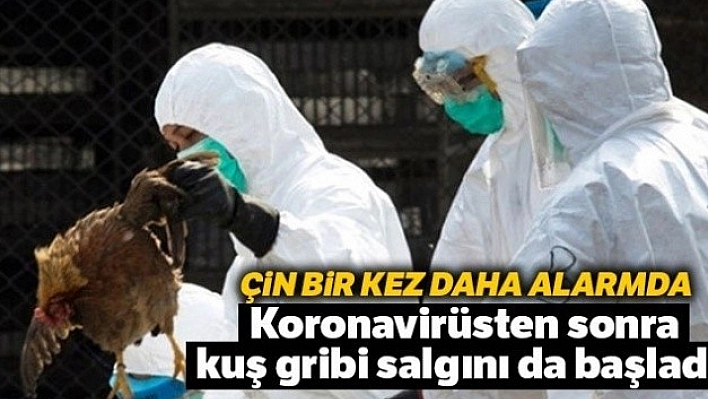 Binlerce Kanatlı Hayvan İtlaf Edildi!