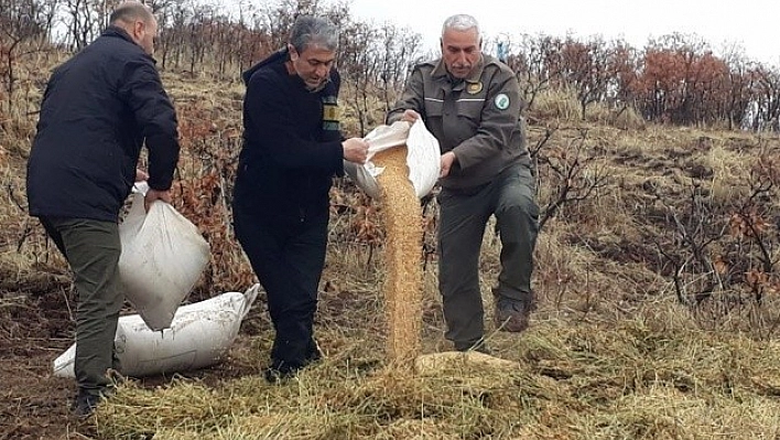 Elazığ'da Yaban Hayvanları Unutulmadı