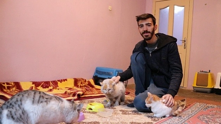 Depremzede Kediler İçin Bakın Ne Yaptı!
