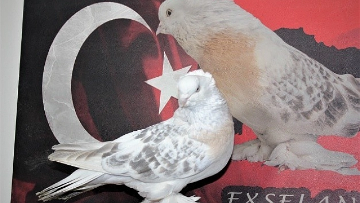 Elazığ'da 100 Bin Dolarlık Güvercin