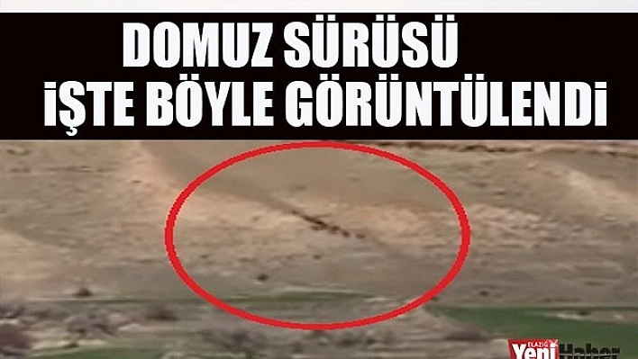 Elazığ'da Domuz Sürüsü Dikkat Çekti!