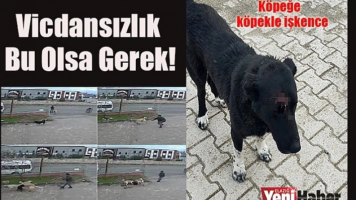 Köpeğe, Köpekle İşkence Anı Kamerada