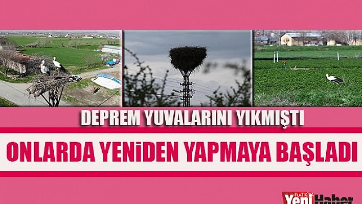 Leylekler Depremin Yıktığı Yuvalarını Yapmaya Başladı