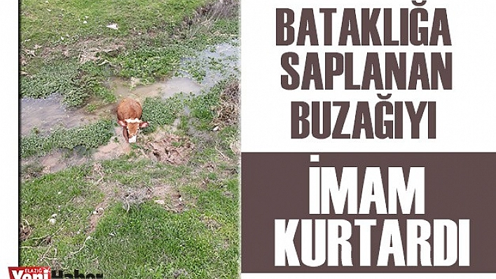 Bataklığa Saplanan Buzağıyı İmam Kurtardı
