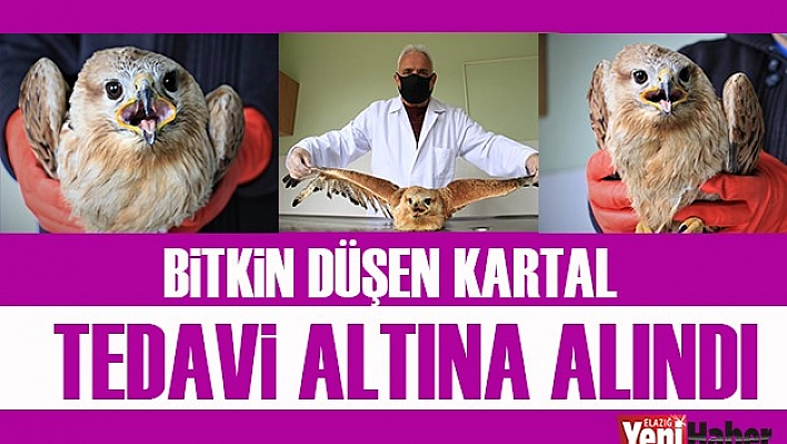 Bitkin Düşen &quotKartal" Tedavi Altına Alındı