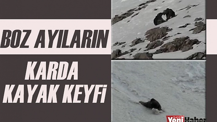 Boz Ayıların Kayak Keyfi