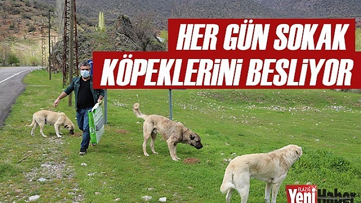 Her Gün Sokak Köpeklerini Besliyor
