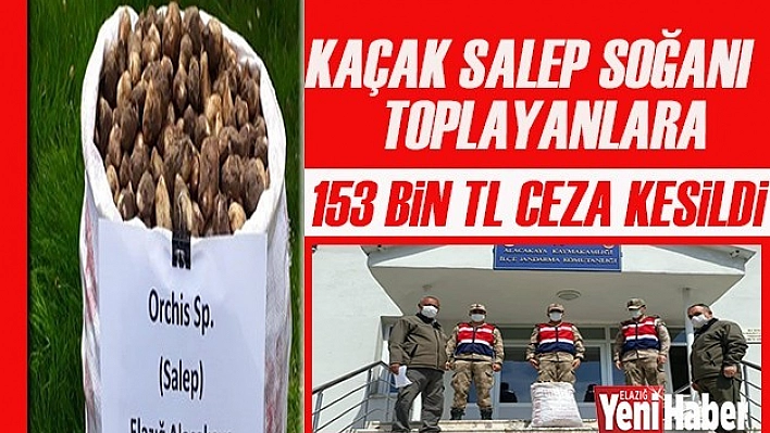 Kaçak Salep Soğanı Toplayanlara Para Cezası
