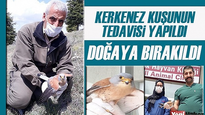 Kerkenez Kuşunun Tedavisi Yapıldı, Doğaya Bırakıldı