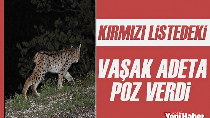 Kırmızı Listedeki Vaşak Adeta Poz Verdi