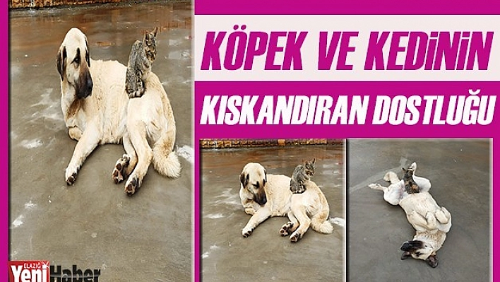 Köpek ve Kedinin Kıskandıran Dostluğu