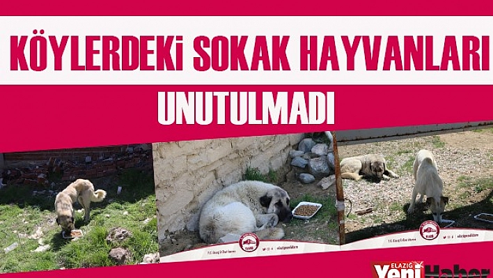 Köylerdeki Sokak Hayvanları Unutulmadı