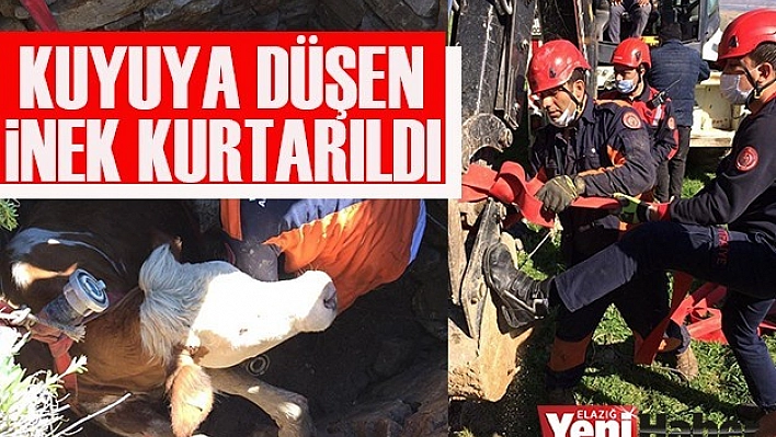 Kuyuya Düşen İnek Kurtarıldı