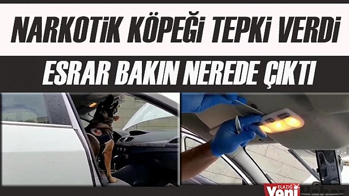 Narkotik Köpeği Tepki Verdi Bakın Nerede Çıktı