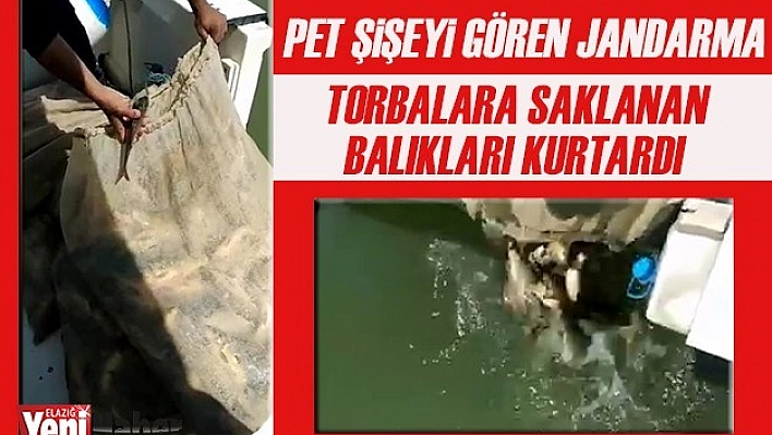 Pet Şişeye Saklanan Balıkları Jandarma Kurtardı
