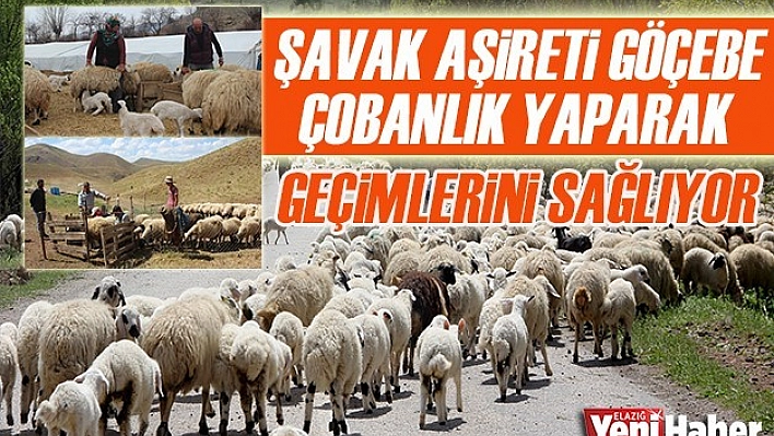 Şavak Aşireti Göçebe Çobanlık Yaparak Geçimlerini Sağlıyor