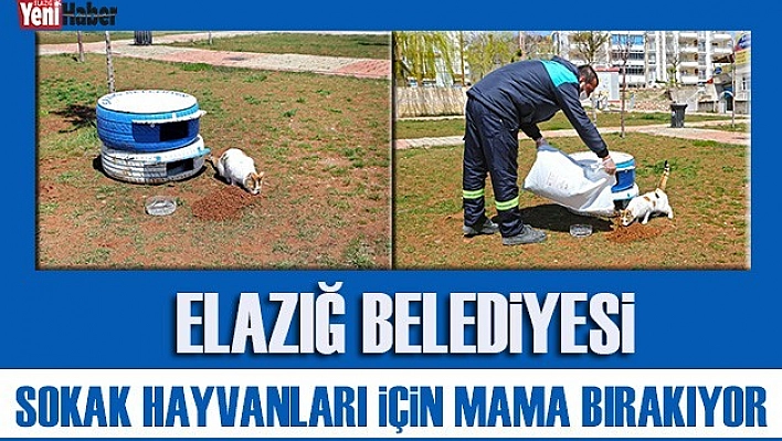 Sokak Hayvanları İçin Park ve Bahçelere Mama Bırakıyor