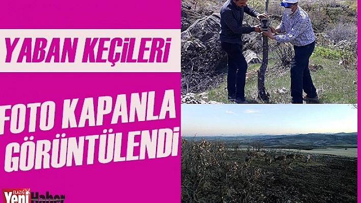 Yaban Keçileri, Foto Kapanla Görüntülendi