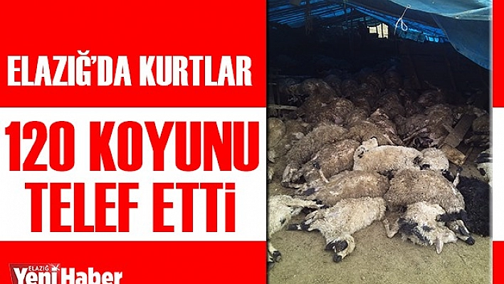 120 Koyun Telef Oldu