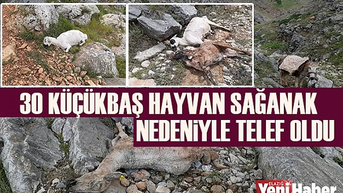 30 Küçükbaş Hayvan Sağanak Nedeniyle Telef Oldu