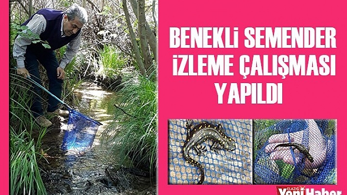 Benekli Semender, İzleme Çalışması Yapıldı