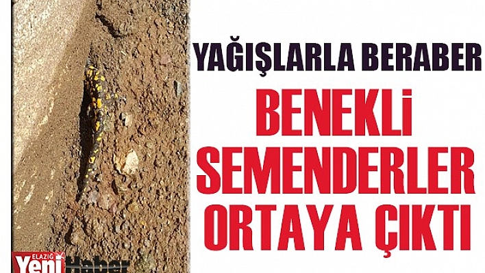&quotBenekli Semenderler" Ortaya Çıktı
