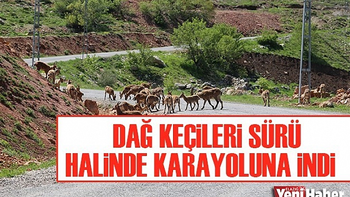 Dağ Keçileri Sürü Halinde Karayoluna İndi