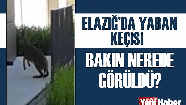Elazığ'da Yaban Keçisi Nerede Görüldü?