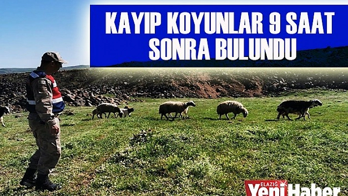 Kayıp Koyunlar 9 Saat Sonra Bulundu