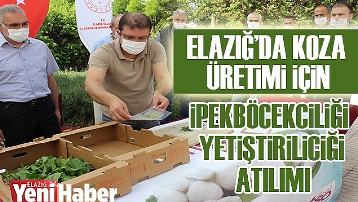 Koza üretimi İçin, İpekböceği Yetiştiriciliği Atılımı