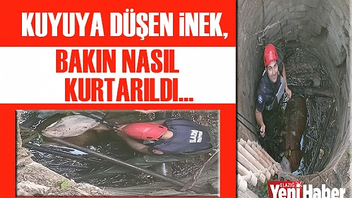 Kuyuya Düşen İnek, Kurtarıldı