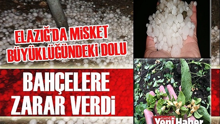 Misket Büyüklüğündeki Dolu, Bahçelere Zarar Verdi