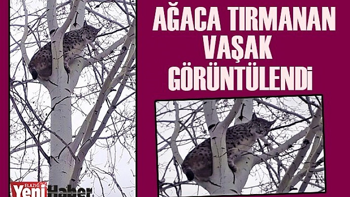 Nesli Tükenmekte Olan Vaşak Görüntülendi