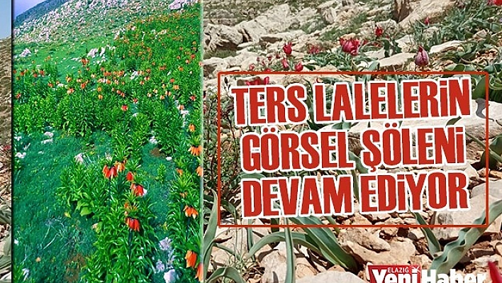 Ters Lalelerin, Görsel Şöleni Devam Ediyor