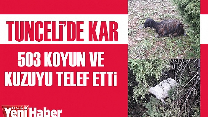 Tunceli'de Kar 503 Koyun ve Kuzuyu Telef Etti